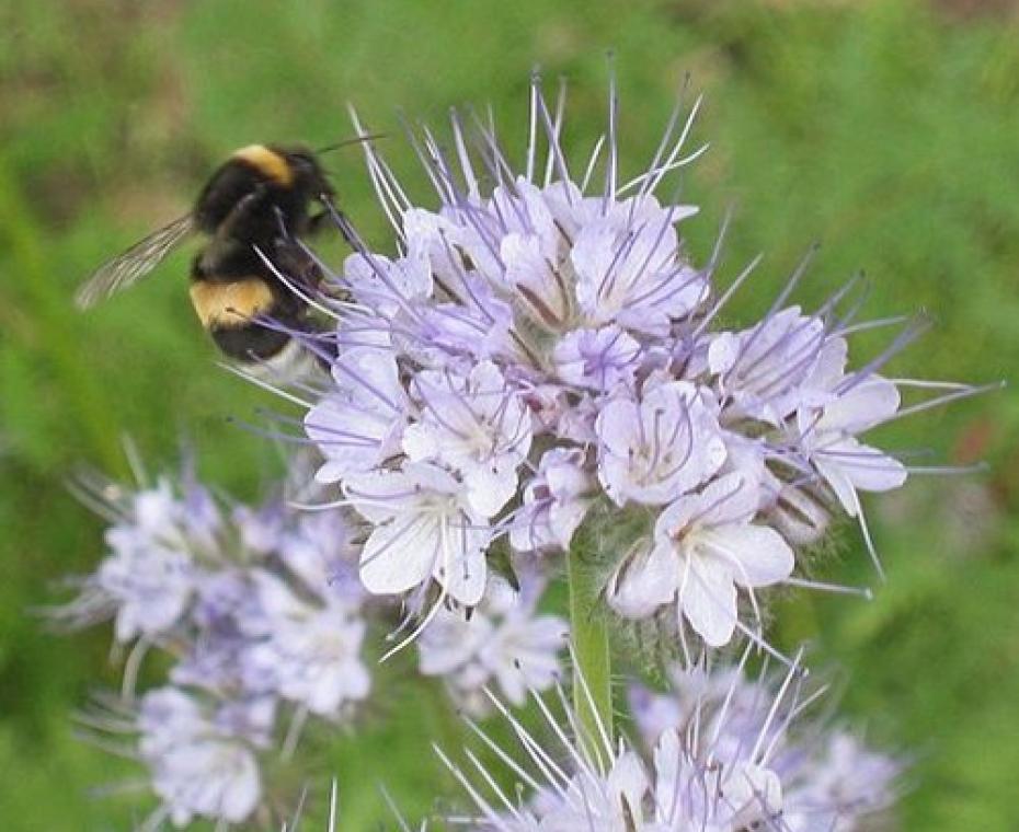 Hommel op phacelia